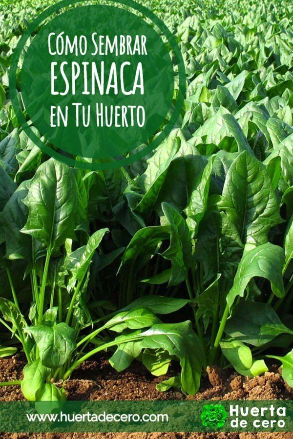 Cómo plantar Espinaca