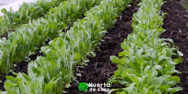 Como cultivar Rucula