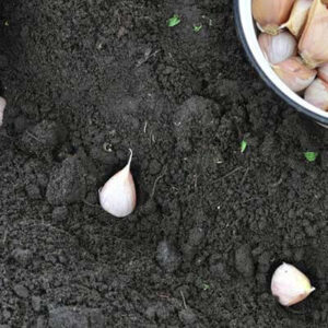 Como cultivar ajo - Colocacion de semilla