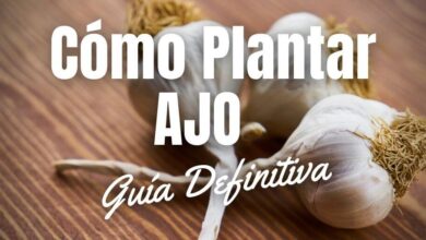 Cómo plantar ajo en huerta o maceta