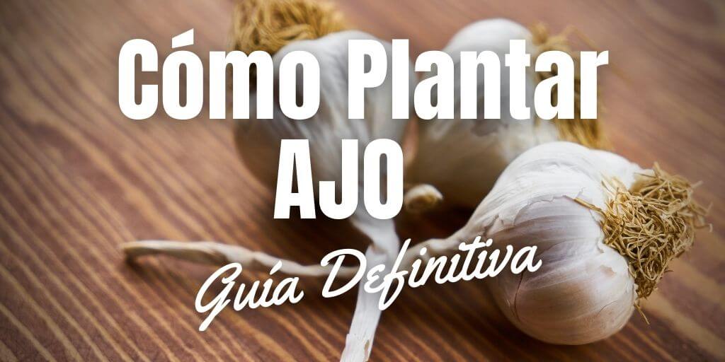 Cómo plantar ajo en huerta o maceta