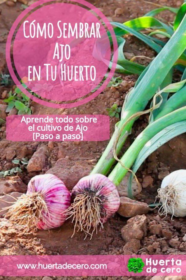 Como cultivar ajo