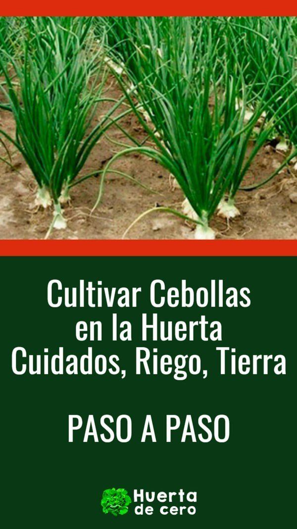 Cultivo de cebolla 