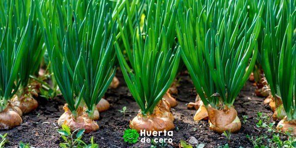 Como cultivar cebolla en la huerta