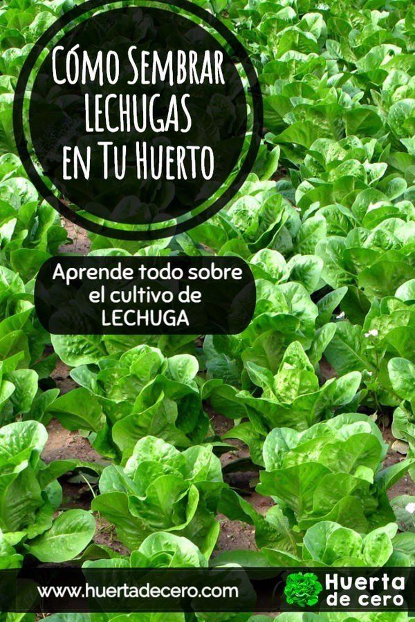 como cultivar lechugas