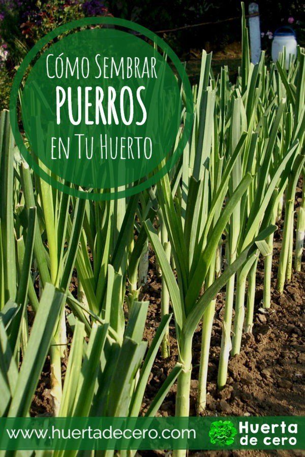 Cultivo de Puerros