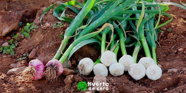 Cultivo de ajo