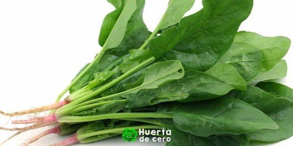 Cómo plantar Espinaca