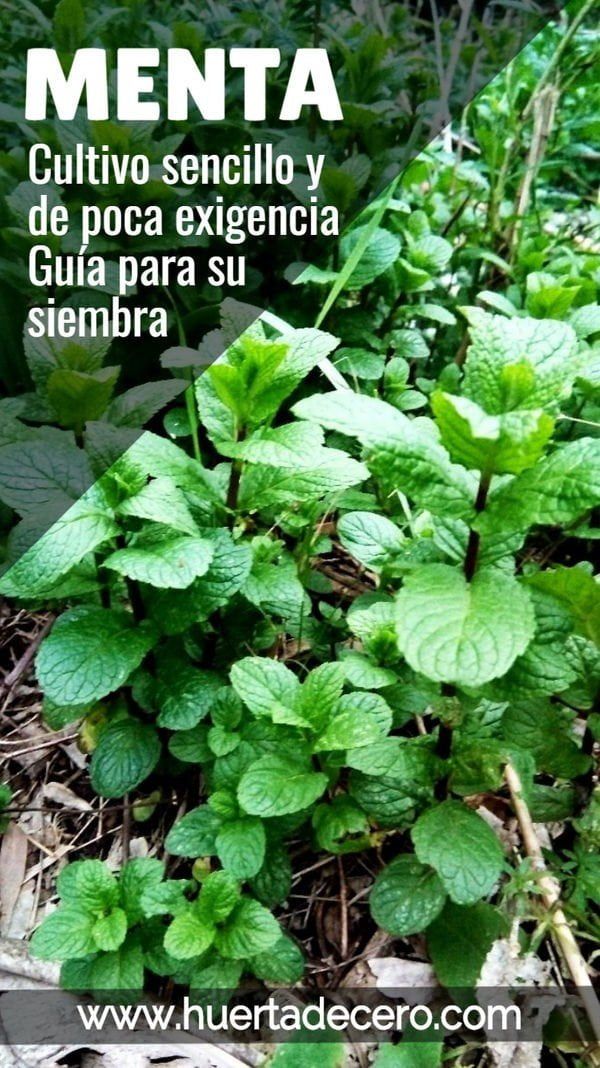 Planta de menta