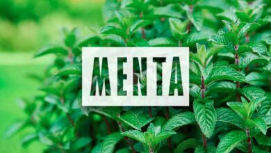 Planta de menta