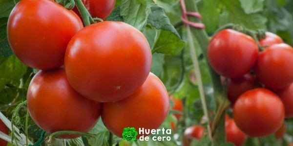 Como cultivar tomates