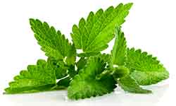 Menta post