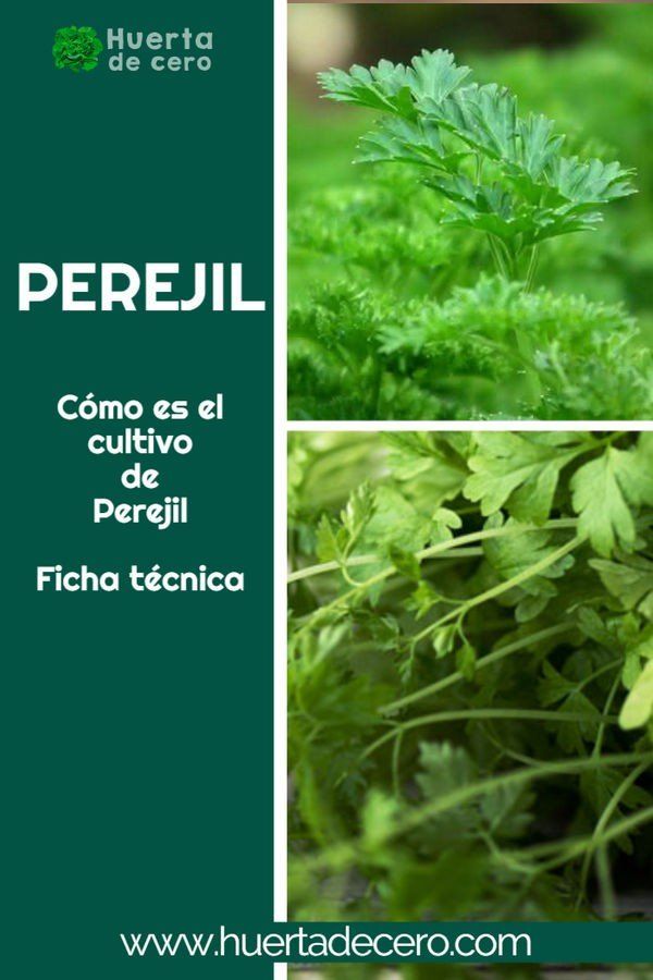 Como plantar perejil de semilla