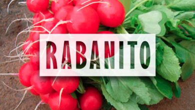 como sembrar rabanito