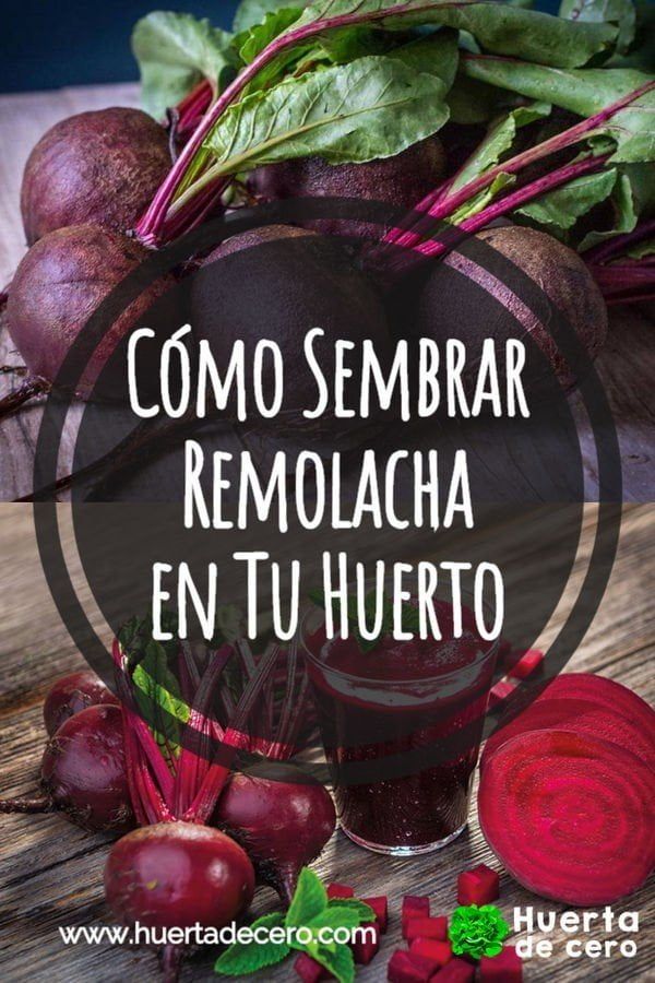 Cuando cosechas las remolachas