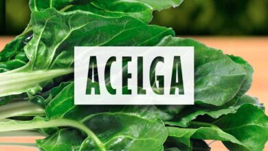 como sembrar acelga en la huerta