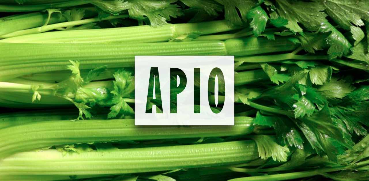 Como sembrar Apio de semilla