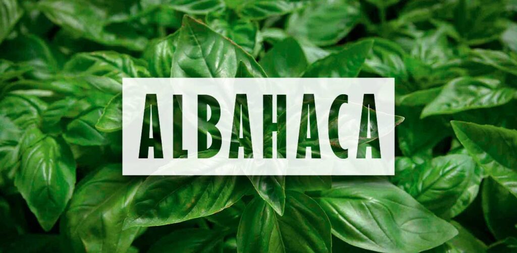 Albahaca | Huerta de Cero