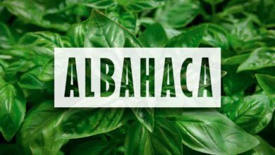 Como sembrar albahaca
