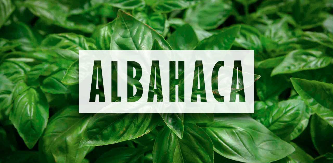 Como sembrar albahaca