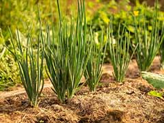 Como cultivar cebolla en la huerta