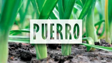 Cultivo de Puerros