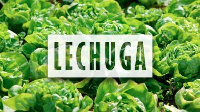 Como y cuando sembrar lechugas.