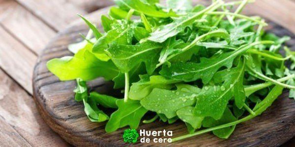 Cómo Sembrar Rúcula