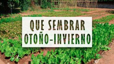 Que sembrar en otoño