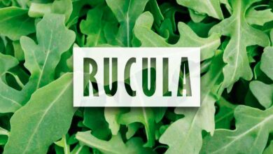 Cómo Sembrar Rúcula