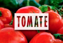 Como cultivar tomates