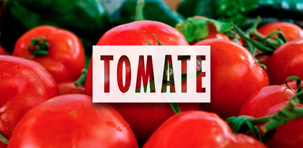 Como cultivar tomates