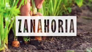 Como plantar zanahorias en la huerta