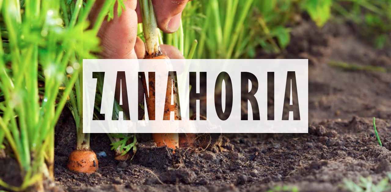 Como plantar zanahorias en la huerta