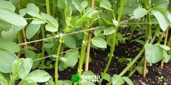 Como plantar habas en la huerta