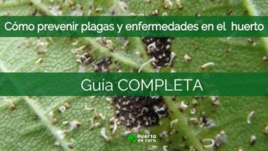 Cómo prevenir plagas y enfermedades