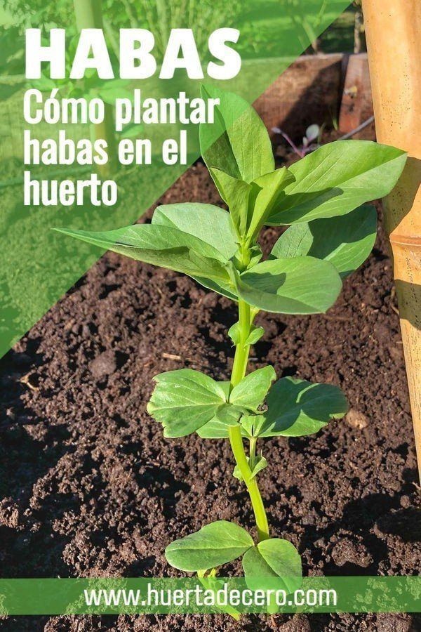 Como sembrar habas en la huerta