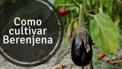 Como plantar berenjenas