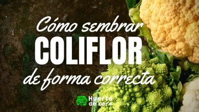 Cómo plantar coliflor en la huerta