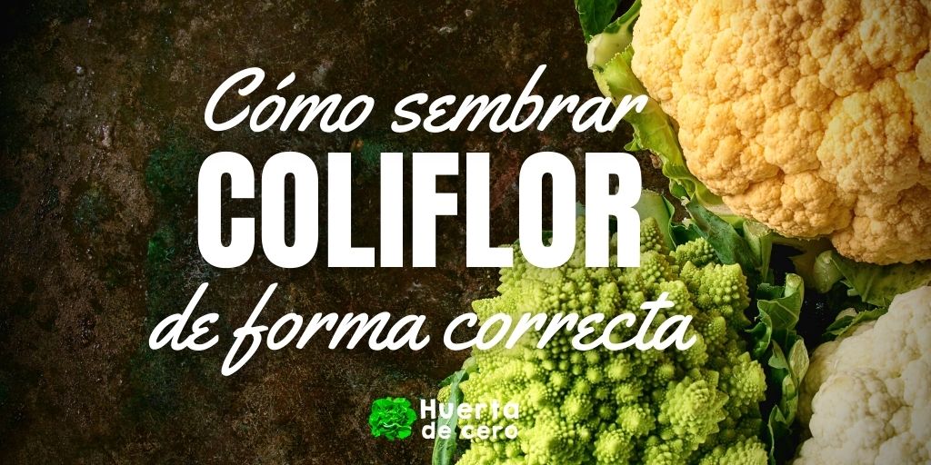 Cómo plantar coliflor en la huerta