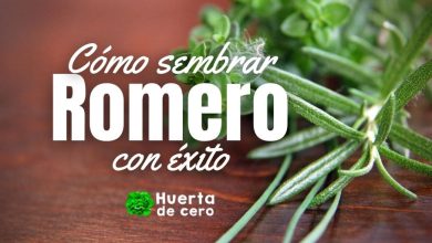 Como sembrar romero con exito