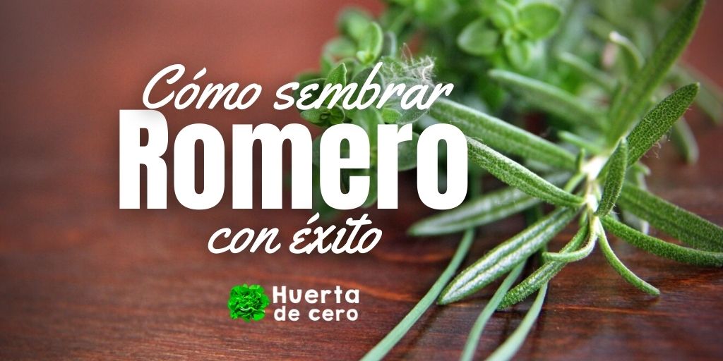 Como sembrar romero con exito