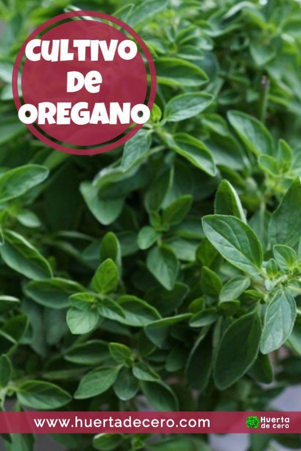 Cultivo de orégano en la huerta