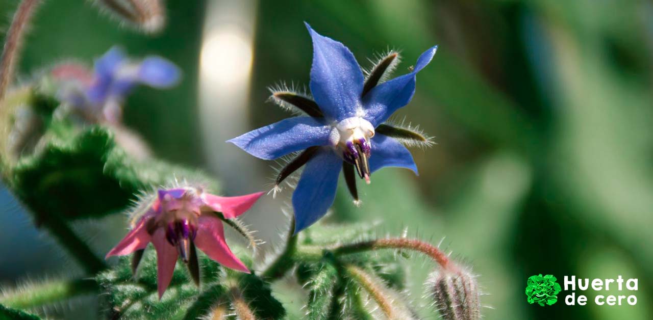 Beneficios de las flores en la huerta, Borraja
