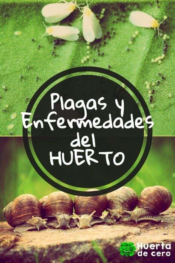 Plagas de la huerta
