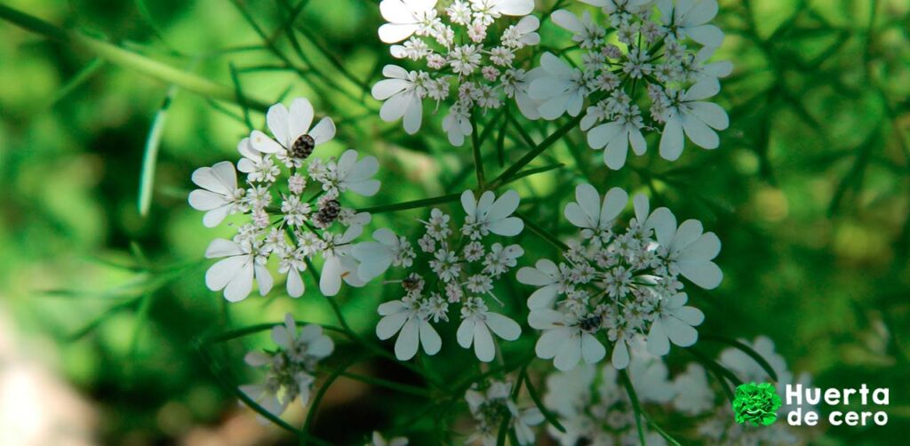 Beneficios de las flores en la huerta, cilantro