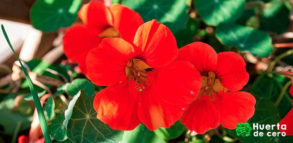Beneficios de las flores en la huerta, capuchina