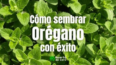Cómo cultivar orégano