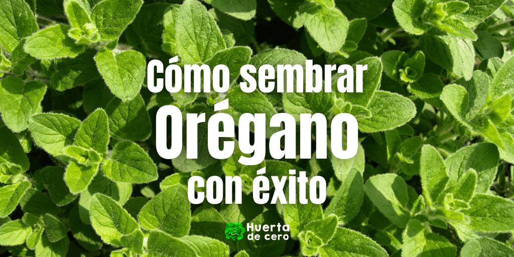 Cómo cultivar orégano