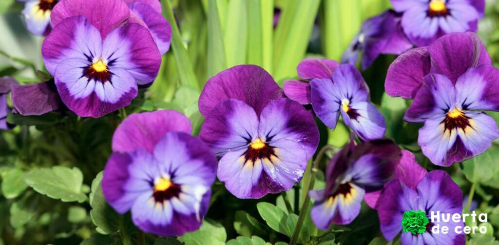 Beneficios de las flores en la huerta, pensamiento